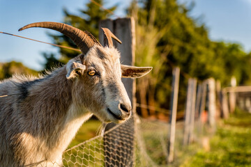 Close up of a Billy goat on a farm