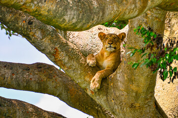 African lions: savanna kings at rest