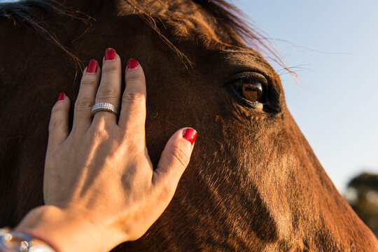 Red Bare back horse, animal