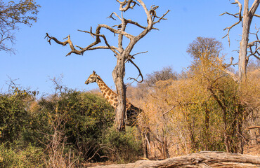 Giraffes: graceful giants of the African plains
