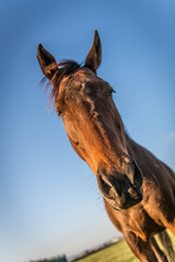 Red Bare back horse, animal