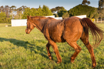 Red Bare back horse, animal