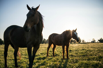 Red Bare back horse, animal