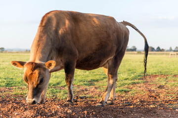 Close up of a Red heifer, cow