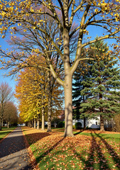 Naklejka premium Autumn trees with colorful leaves and shadows along a sidewalk 