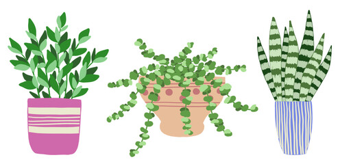 Set of indoor plants in pots on a white background. Vector illustration.