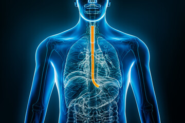 X-ray anterior or front view of the esophagus 3D rendering illustration with male body contours. Human anatomy, organ of the digestive system, medical, biology, science, healthcare concepts.
