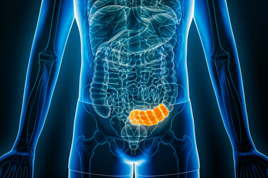 X-ray anterior or front view of human sigmoid colon 3D rendering illustration with male body contours. Anatomy, organ of digestive system, medical, biology, science, healthcare concepts.