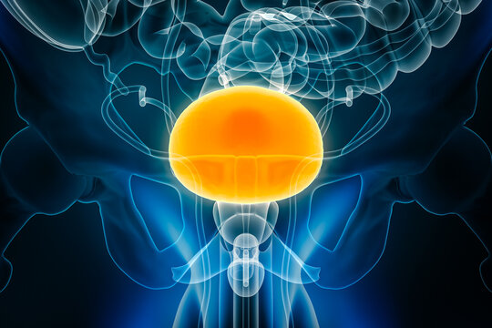 X-ray anterior or front view of the bladder 3D rendering illustration with male body contours. Human anatomy, organ of the urinary system, medical, biology, science, healthcare concepts.