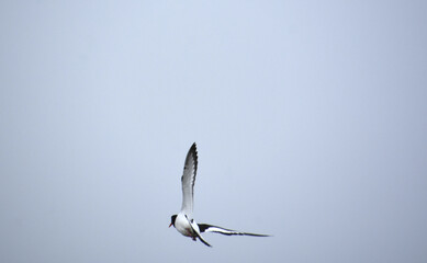 Beautiful Flying Oystercatcher Bird in Flight
