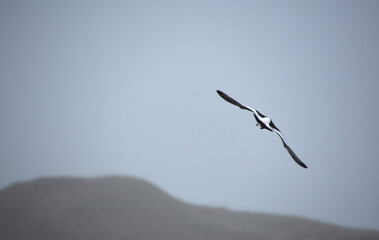 Soaring Oystercatcher Bird in Flight in Outer Hebrides