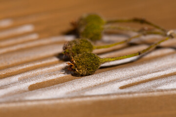Wild wild field dried flowers macro shot on wavy background