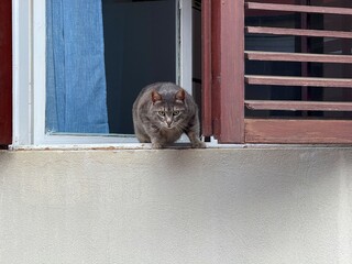 The cat looks out of the window. 