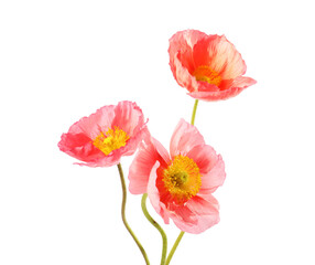 Obraz premium Three beautiful poppy flowers isolated on white