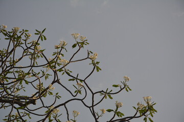 Lovely blossom tree in Playa Hermosa, Guanacaste (Costa Rica)