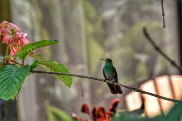 Lovely cinnamon hummingbird resting on a tree in a garden in La Fortuna (Costa Rica).