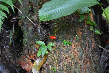 Blue jeans dart frog croaking in Bosque Místico in La Fortuna (Costa Rica).