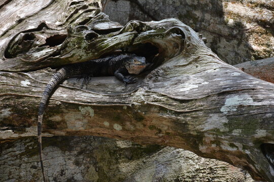 A garrobo inside a trunk in Manuel Antonio National Park (Costa Rica).
