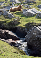 Resting Highland Cow by a Waterfall in Scotland