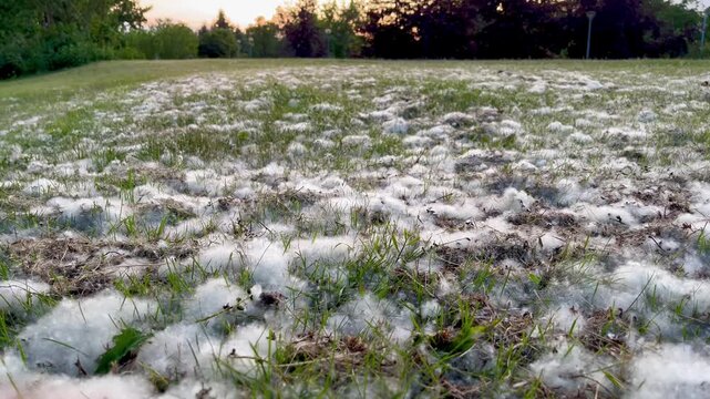 Evening park meadow densely covered in fluffy white poplar seeds close to ground level