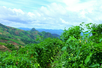 Green tomato farm on mountain hillside with scenic panoramic view of nature and sky