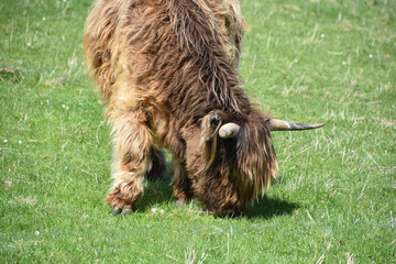 Beautiful Brown Shaggy Hairy Coo in a Grass Field