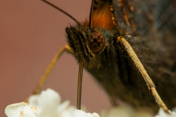 butterfly macro photo