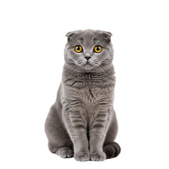 A Scottish Fold cat sitting with paws tucked in, white background