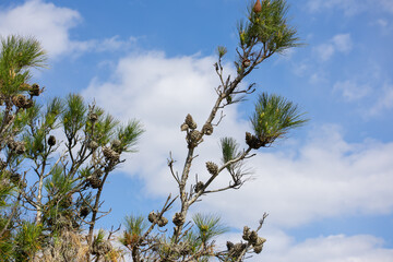 Conifer tree branches with cones against the blue sky