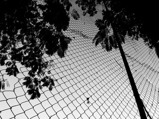 black and white