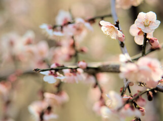 3月に咲いた美しい紅梅「柳川枝垂（ヤナガワシダレ）」