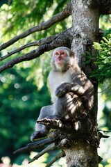 Macaco giapponese su un albero