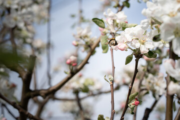 A buff-tailed bumblebee collecting nectar from the blossoms of an Everest apple tree.
A spring atmosphere, nature awakening, and a moment of harmony.