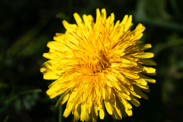 Macro shot of a bright yellow dandelion with detailed petals and a soft background, capturing the warmth and freshness of a spring day.
Close-up.
