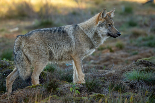 Wildlife wolf taken in Finland
