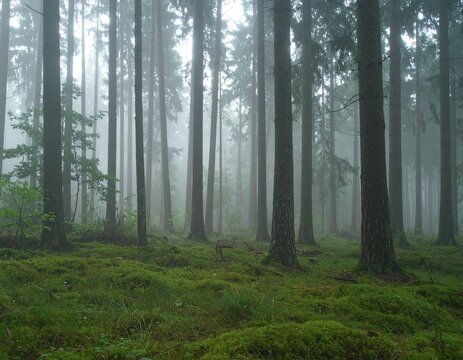 Pulse Fog: Breathing Ground Emitting Fog Bursts