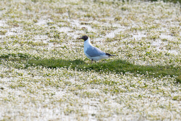 Mouette rieuse,Chroicocephalus ridibundus, Black headed Gull, Renunculus fluitans, Renoncule flottante