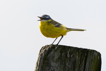 Bergeronnette printanière, Motacilla flava, Western Yellow Wagtail