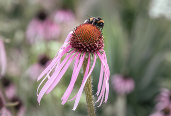 The Bee visit flowers for both nectar and pollen of Echinacea pallida, also known as Pale purple...