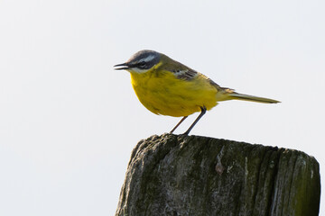 Bergeronnette printanière, Motacilla flava, Western Yellow Wagtail