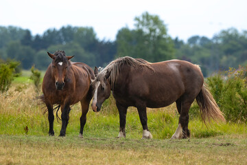 Fototapeta premium Cheval Comtois, cheval de trait, marais; region Pays de Loire; marais Breton; 85, Vendée, Loire Atlantique, France