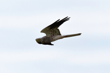 Busard cendré,Circus pygargus, Montagu's Harrier