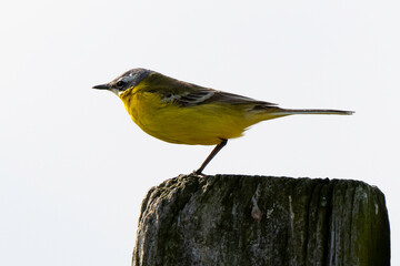 Bergeronnette printanière, Motacilla flava, Western Yellow Wagtail