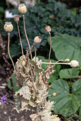 Papaver somniferum, commonly known as the opium poppy or breadseed poppy. a strongly glaucous,...