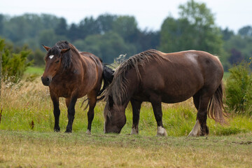 Fototapeta premium Cheval Comtois, cheval de trait, marais; region Pays de Loire; marais Breton; 85, Vendée, Loire Atlantique, France