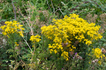 Séneçon de Jacob, Jacobaea vulgaris,
