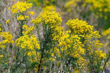 Obraz premium Séneçon de Jacob, Jacobaea vulgaris,