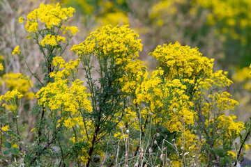 Fototapeta premium Séneçon de Jacob, Jacobaea vulgaris,