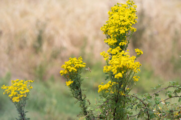 Séneçon de Jacob, Jacobaea vulgaris,