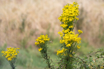 Séneçon de Jacob, Jacobaea vulgaris,